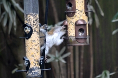 Sciurus carolinensis