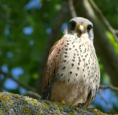 Falco tinnunculus