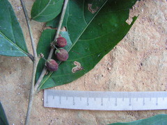 Piparea multiflora