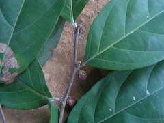 Piparea multiflora