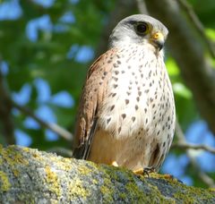 Falco tinnunculus
