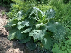 Arctium lappa