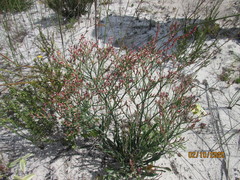 Limonium purpuratum