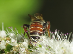 Andrena variabilis