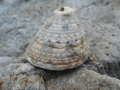 Rochia conus