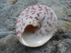 Rochia conus