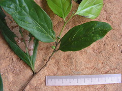 Piparea multiflora