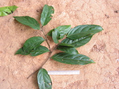 Piparea multiflora