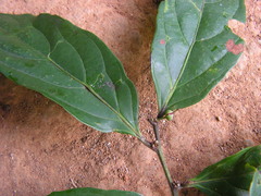 Piparea multiflora