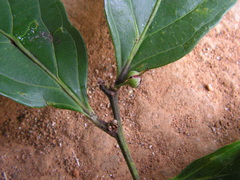 Piparea multiflora