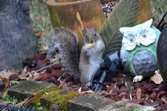 Sciurus carolinensis