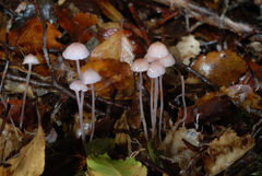 Mycena stevensoniae