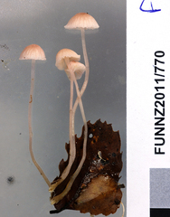 Mycena stevensoniae