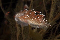 Coryphella