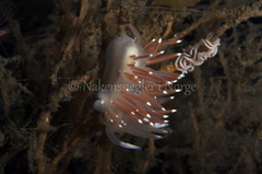 Coryphella