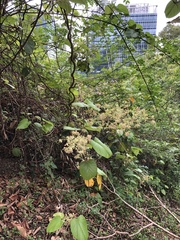 Byttneria grandifolia
