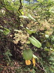 Byttneria grandifolia