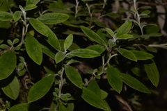 Ozothamnus whitei