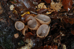 Tarzetta jafneospora