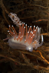 Coryphella