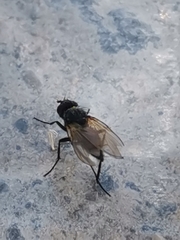 Diptera