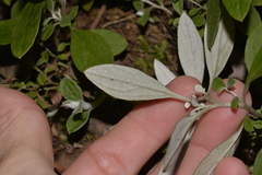Ozothamnus whitei