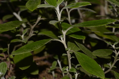 Ozothamnus whitei