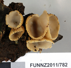 Tarzetta jafneospora