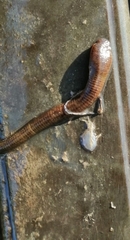 Erpobdellidae