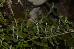 Ozothamnus whitei