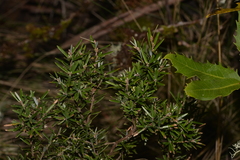 Acrothamnus hookeri