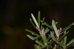 Acrothamnus hookeri