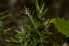 Acrothamnus hookeri