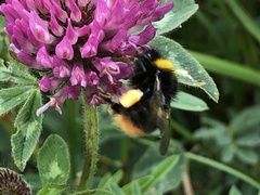 Bombus pratorum