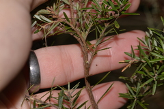 Acrothamnus hookeri