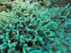Nembrotha kubaryana