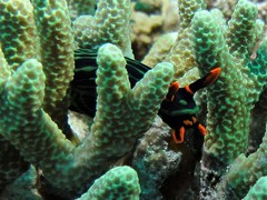 Nembrotha kubaryana
