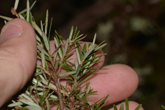 Acrothamnus hookeri