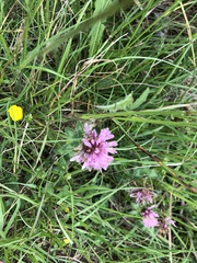Trifolium pratense