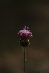 Klasea nudicaulis