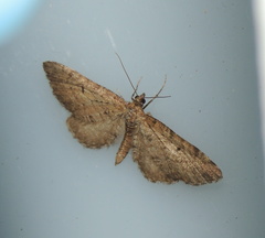 Eupithecia vulgata