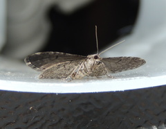 Eupithecia vulgata