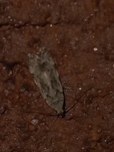 Anacampsis conclusella photo 4