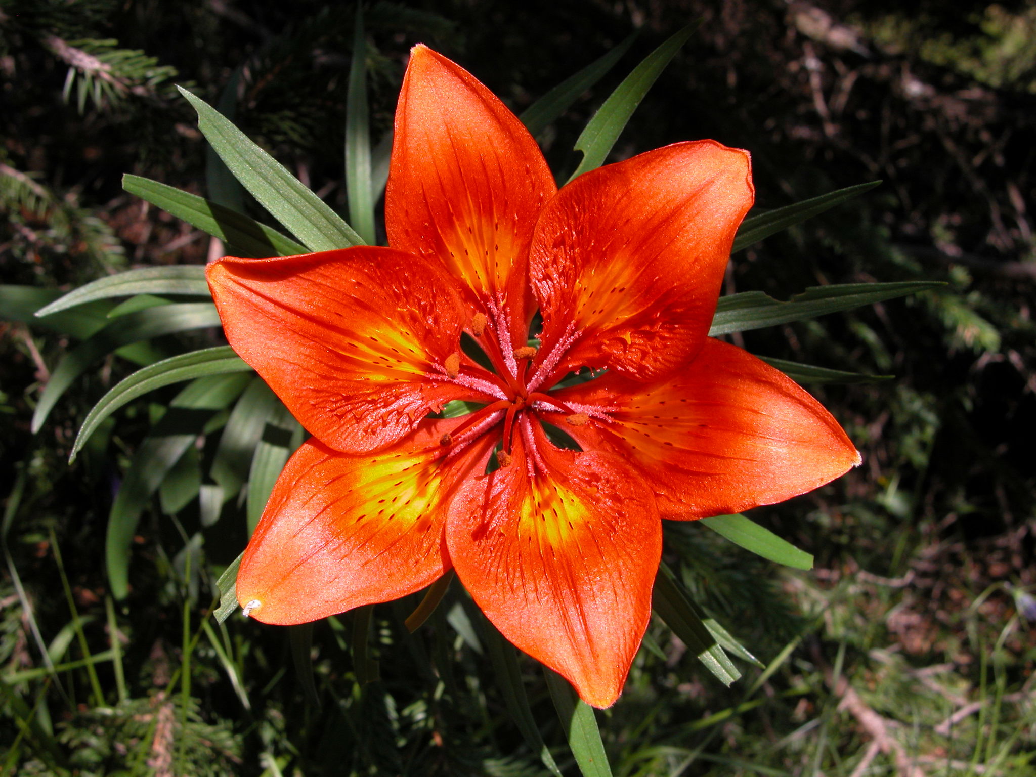 Lilium bulbiferum