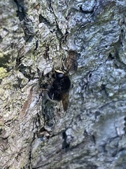 Criorhina ranunculi