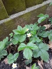 Fragaria vesca