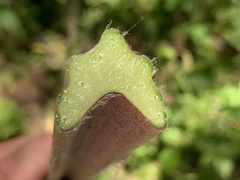 Arctium lappa