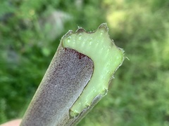 Arctium lappa