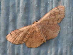 Leptostales rubromarginaria