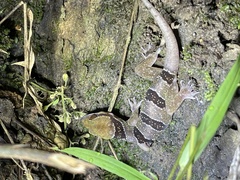 Hemidactylus coalescens